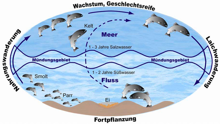 Graphik, die den Lebens- beziehungsweise Laichzyklus der Lachse darstellt. Der Lachs wächst im Süßwasser auf, wandert anschließend Richtung Meer und kommt nach ein bis drei Jahren wieder zurück in das Süßwassergebiet, um zu laichen und anschließend zu sterben.