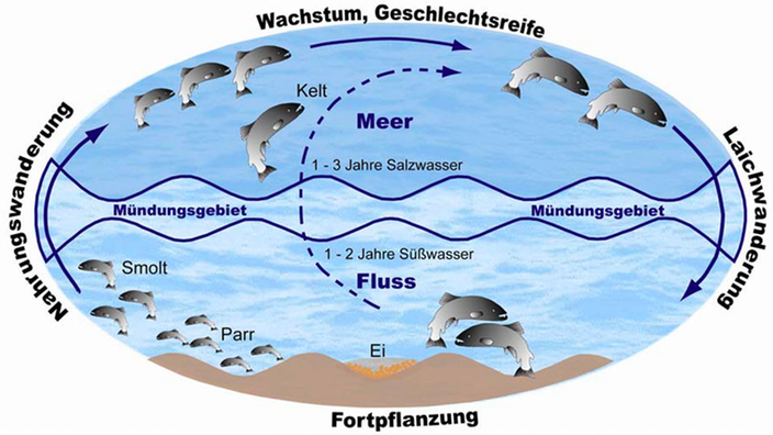 Graphik, die den Lebens- beziehungsweise Laichzyklus der Lachse darstellt. Der Lachs wächst im Süßwasser auf, wandert anschließend Richtung Meer und kommt nach ein bis drei Jahren wieder zurück in das Süßwassergebiet, um zu laichen und anschließend zu sterben. | Bildquelle: Bundesamt für Gewässerkunde Graphik, die den Lebens- beziehungsweise Laichzyklus der Lachse darstellt. Der Lachs wächst im Süßwasser auf, wandert anschließend Richtung Meer und kommt nach ein bis drei Jahren wieder zurück in das Süßwassergebiet, um zu laichen und anschließend zu sterben.