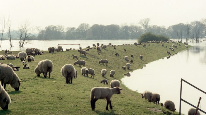 Eine Schafherde grast auf einem Elbdeich. Rechts und links des Deiches steht Wasser.