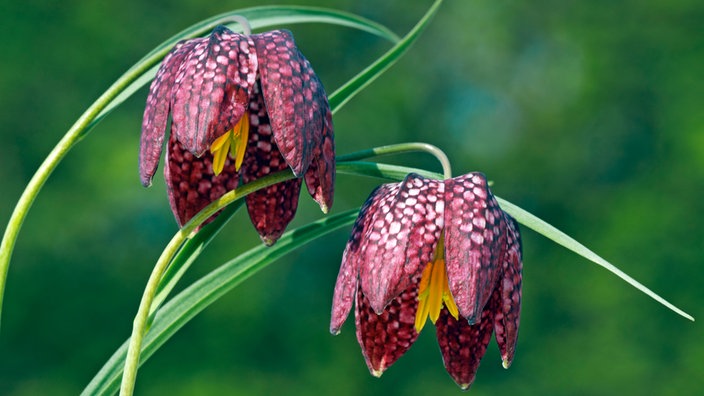 Die seltene, geschützte Wiesenpflanze Schachbrettblume | Bildquelle: mauritius images/JustusdeCuveland Die seltene, geschützte Wiesenpflanze Schachbrettblume