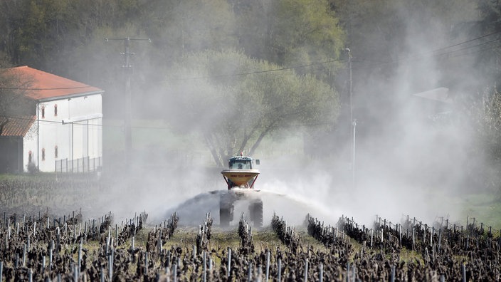 Ein Fahrzeug sprüht Chemikalien in einem Weinberg an der Loire | Bildquelle: AFP/Loic Venance Ein Fahrzeug sprüht Chemikalien in einem Weinberg an der Loire