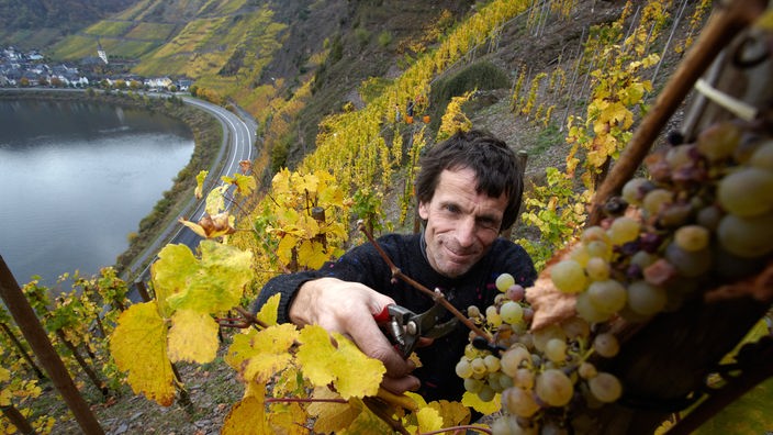 Weinlese am steilsten Weinberg Europas