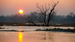 Überschwemmte Wiesen im Oderbruch. Über dem Wasser hängt Nebel. Über einer Baumreihe im Hintergrund geht gerade die Sonne auf.