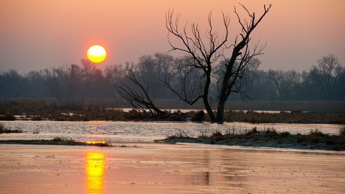 Überschwemmte Wiesen im Oderbruch. Über dem Wasser hängt Nebel. Über einer Baumreihe im Hintergrund geht gerade die Sonne auf. | Bildquelle: dpa/Patrick Pleul Überschwemmte Wiesen im Oderbruch. Über dem Wasser hängt Nebel. Über einer Baumreihe im Hintergrund geht gerade die Sonne auf.