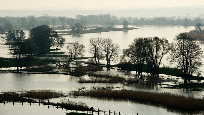 Luftaufnahme der Oder. Der Fluss ist zu beiden Seiten weit über die Ufer getreten. | Bildquelle: dpa/Patrick Pleul Luftaufnahme der Oder. Der Fluss ist zu beiden Seiten weit über die Ufer getreten.