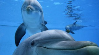 Aufnahme von Delfinen