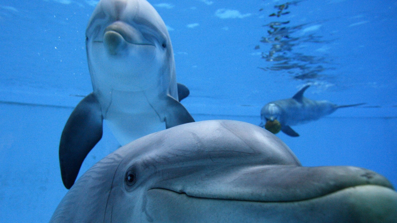 Delphin Spiele