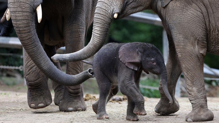 Ein Elefantenbaby mit seiner Mutter.