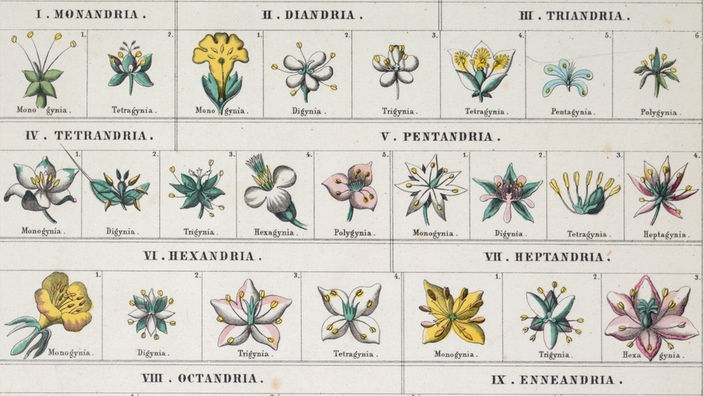 Das Bild zeigt das Ordnungssystem für Pflanzen des schwedischen Biologen Carl von Linné.