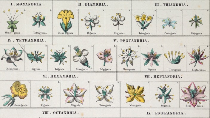 Das Bild zeigt das Ordnungssystem für Pflanzen des schwedischen Biologen Carl von Linné. | Bildquelle: akg Das Bild zeigt das Ordnungssystem für Pflanzen des schwedischen Biologen Carl von Linné.
