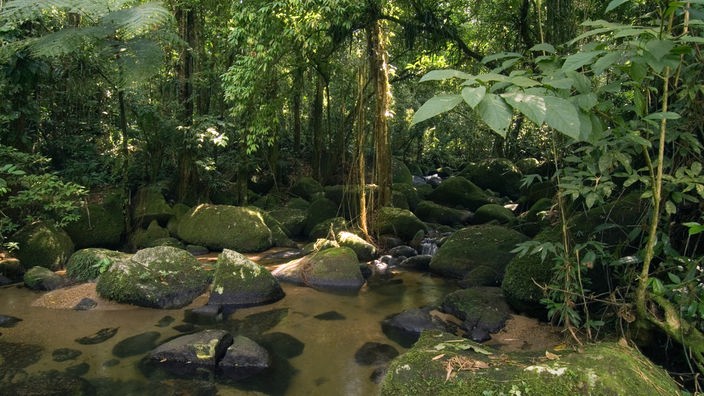 Ein kleiner Bach fließt durch den grünen atlantischen Regenwald nahe Sao Paulo, Brasilien.