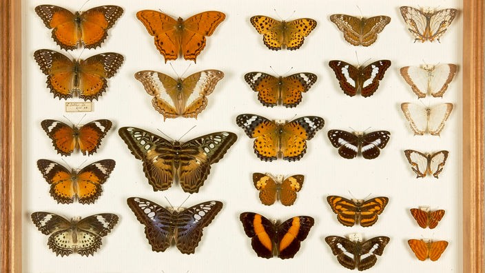 Eingerahmte Zeichnung von verschiedenen Schmetterlingsarten, die von Wallace gesammelt wurden.
