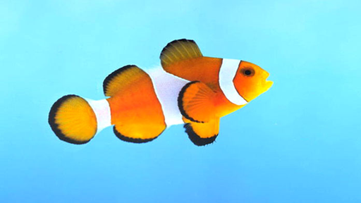 Nahaufnahme eines Clownfisches. Er ist orange und hat weiße Streifen.