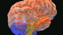 Illustration eines menschlichen Gehirns