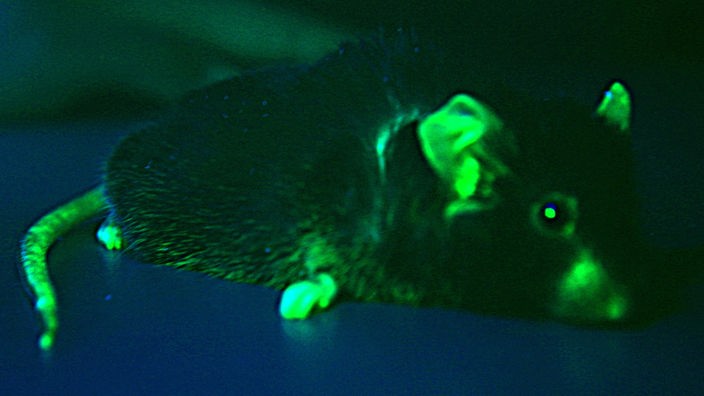 Grün leuchtende, gentechnisch veränderte Maus