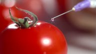Tomate, im Hintergrund eine Spritze aus der eine Flüssigkeit auf die Tomate tropft