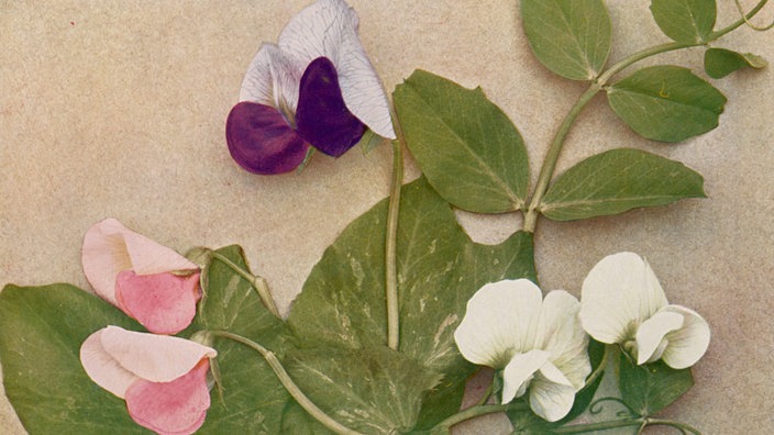 Erbsenpflanzen und ihre verschiedenfarbigen Blüten | Bildquelle: picture alliance / Mary Evans Picture Library Erbsenpflanzen und ihre verschiedenfarbigen Blüten