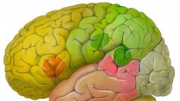 Darstellung eines menschlichen Gehirns