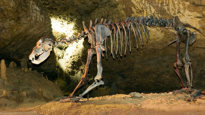 Ein vollständiges Bärenskelett steht in einer Höhle