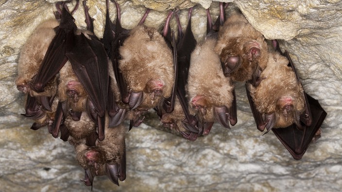Rund ein Dutzend Fledermäuse beim Winterschlaf. Dicht aneinandergedrängt hängen sie kopfüber an einer Höhlendecke in der Normandie, Frankreich.
