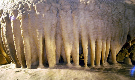 Ein wunderschönes Tropfsteingebilde aus der Hermannshöhle: eine Reihe miteinander verwachsener Stalaktiten, die bereits den Boden erreicht haben.