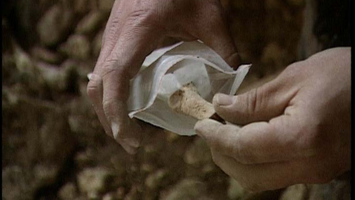 Sorgfältig wird der Knochen eines Höhlenbären in eine Plastiktüte verpackt