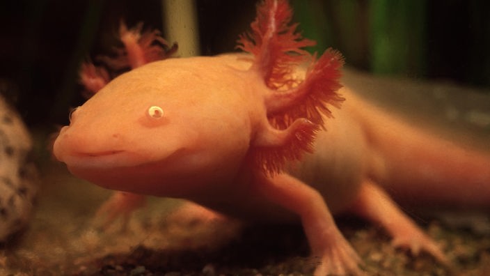 Ein rosafarbenes Tier mit der Körperform einer Eidechse und buschigen Auswüchsen hinter den Ohren sitzt auf Kieselsteinen.
