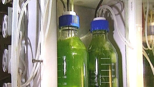 Flaschen mit grünem Algenwasser an Schläuchen und Pumpen