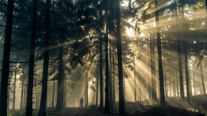 Sonnenstrahlen im Wald | Bildquelle: Mauritius / Georg Stelzner Sonnenstrahlen im Wald