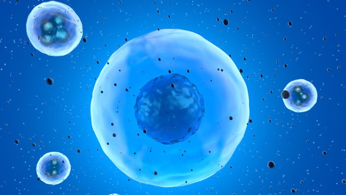 Grafik: Modell einer Stammzelle 