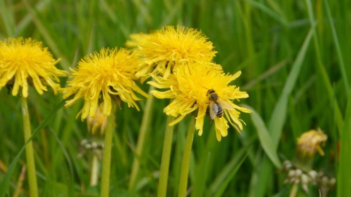 Eine Biene sammelt Nektar an einer Löwenzahnblüte. | Bildquelle: LUBW/Sandra Dezenter Eine Biene sammelt Nektar an einer Löwenzahnblüte.