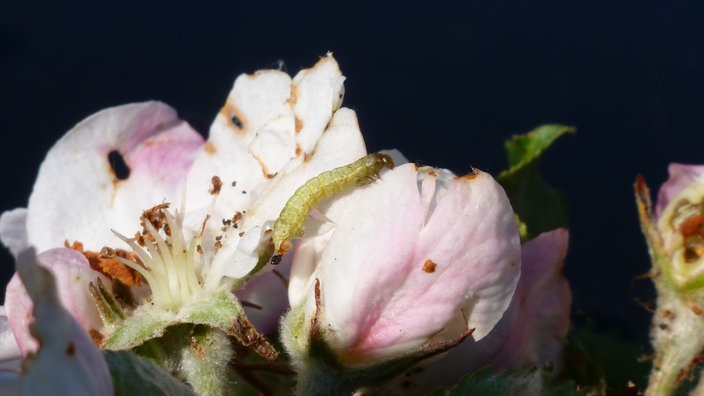 Eine kleine Raupe auf einer Apfelblüte. | Bildquelle: LUBW/Sandra Dezenter Eine kleine Raupe auf einer Apfelblüte.