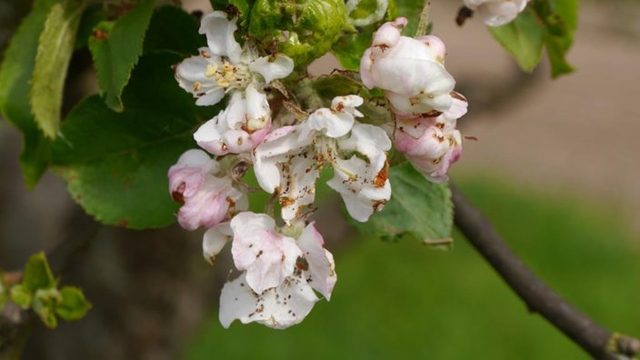 Apfelblüten mit Fraßschaden