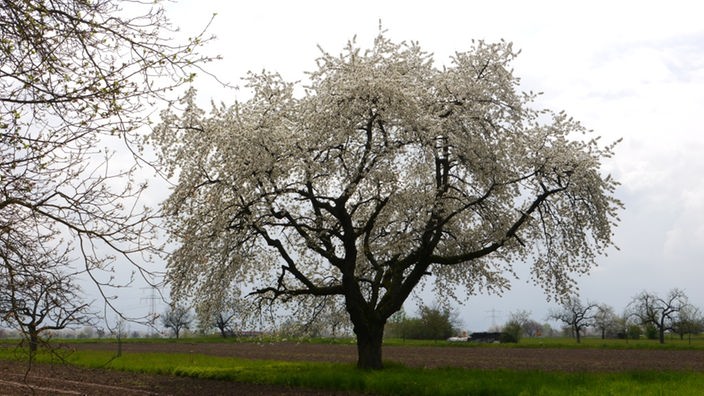 Weiß blühender Kirschbaum auf einem Grasstreifen zwischen braunem Acker.