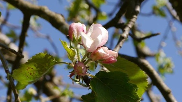 Eine geöffnete Apfelblüte an einem Zweig.