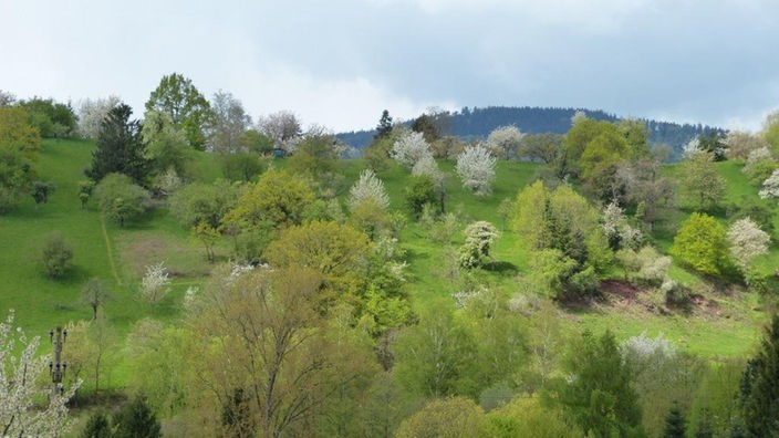 Sattes Grün bei Gaggenau-Sulzbach 