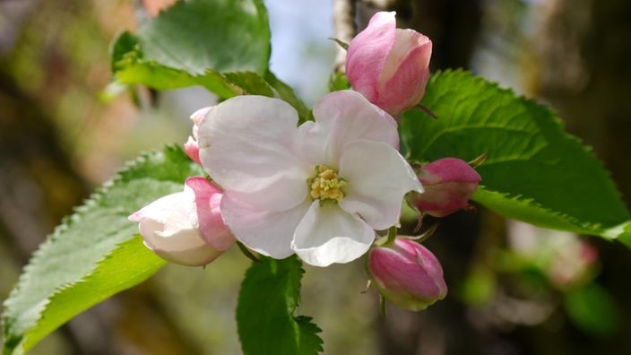 Eine geöffnete Apfelblüte zwischen noch geschlossenen Blütenknospen.