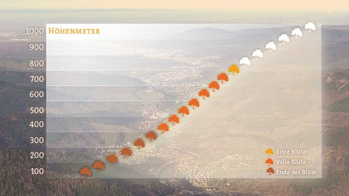 Grafik mit dem Höhenverlauf der Apfelblüte am 18.05.2016. | Bildquelle: Planet Wissen Grafik mit dem Höhenverlauf der Apfelblüte am 18.05.2016.