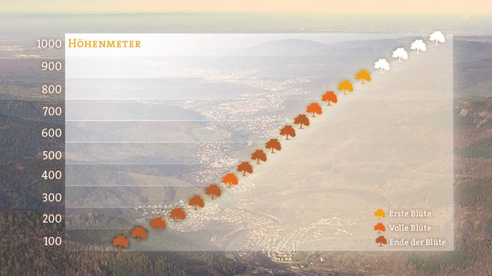 Grafik mit dem Höhenverlauf der Apfelblüte am 24.05.2016 | Bildquelle: SWR, Planet Wissen Grafik mit dem Höhenverlauf der Apfelblüte am 24.05.2016