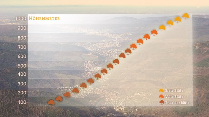 Grafik mit dem Höhenverlauf der Apfelblüte am 27.05.2016 | Bildquelle: SWR, Planet Wissen Grafik mit dem Höhenverlauf der Apfelblüte am 27.05.2016