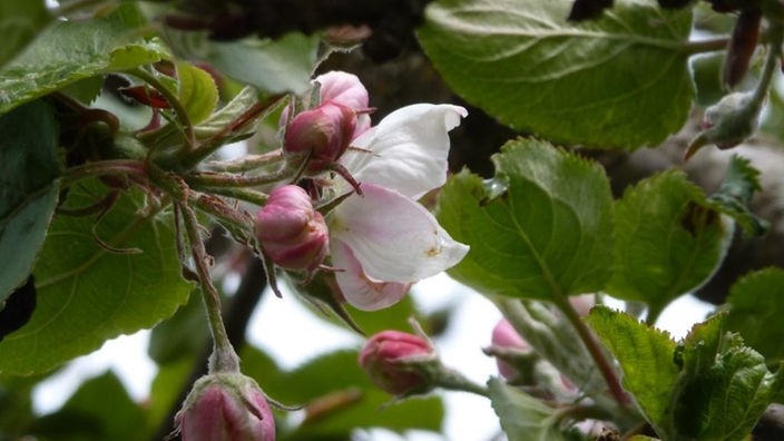 Eine einzelne, geöffnete Apfelblüte zwischen mehreren geschlossenen Blüten an einem Zweig.
