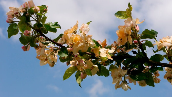 Höhenwanderung der Apfelblüte 2017 im Murgtal, Unsere Aktion