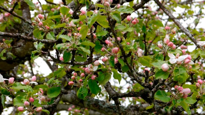 Geöffnete Apfelblüten zwischen noch geschlossenen Blütenknospen an einem Zweig mit frischen Blättern.
