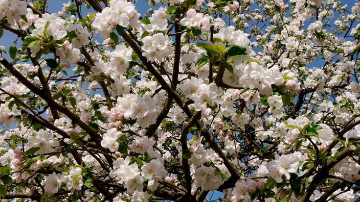 Apfelbaum in voller Blüte
