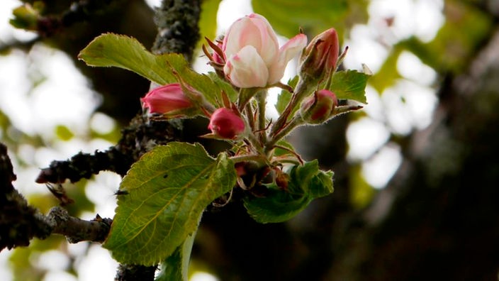 Eine geöffnete Apfelblüte zwischen noch geschlossenen Blütenknospen an einem Zweig.