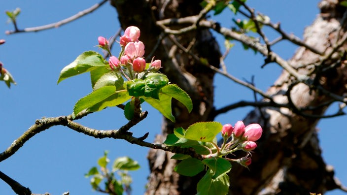 Geschlossene Apfelblüten an einem Zweig mit blauem Himmel dahinter.