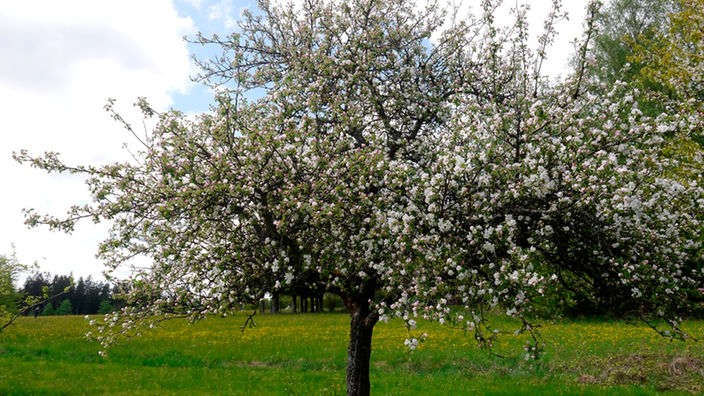 Blütenpracht am Klarapfel in Freudenstadt 