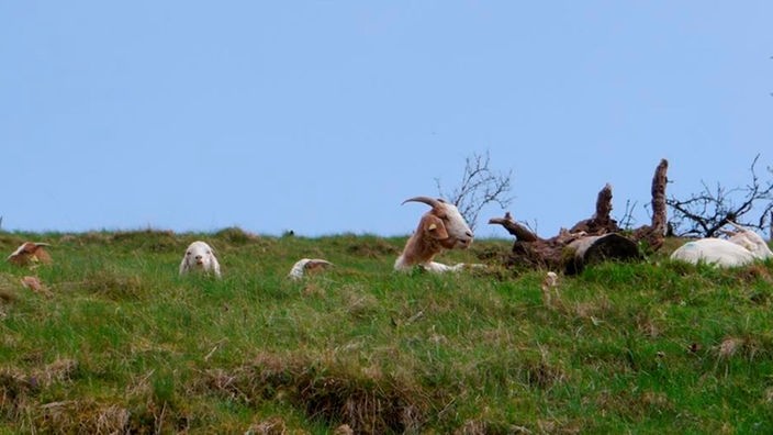 Mehrere Ziegen liegen im Gras auf einer Weide.
