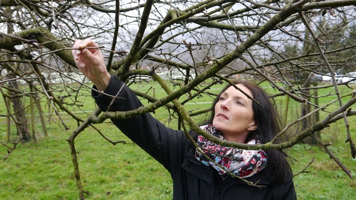 Sandra Dezenter betrachtet die Blütenknopsen an einem blattlosen Apfelbaum.