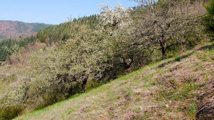 Steiler Hang auf dem reichlich Apfelbäume wachsen.